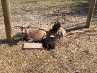 a brown goat & a white goat in a farm yard